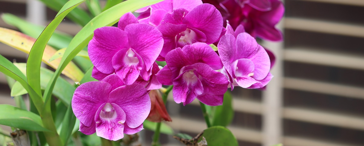 The Essential Guide To The Dendrobium Orchid