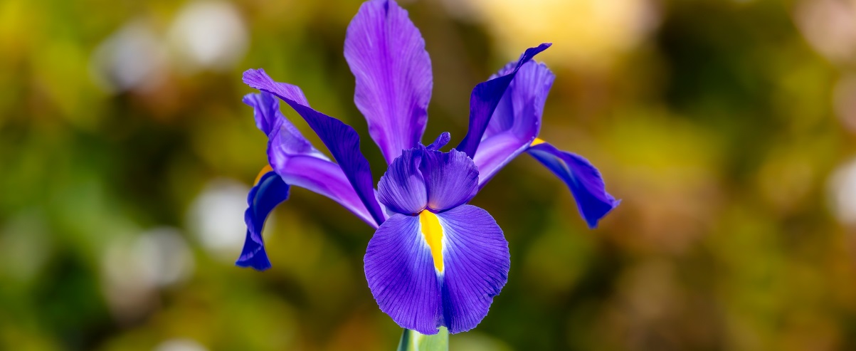 The Essential Guide To The Dutch Iris