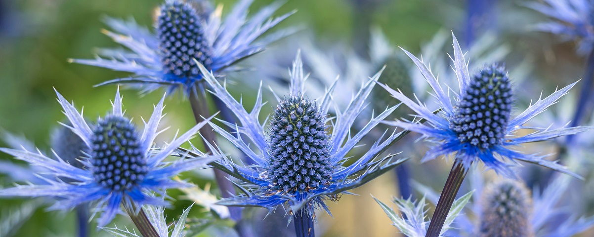 The Essential Guide To The Eryngium