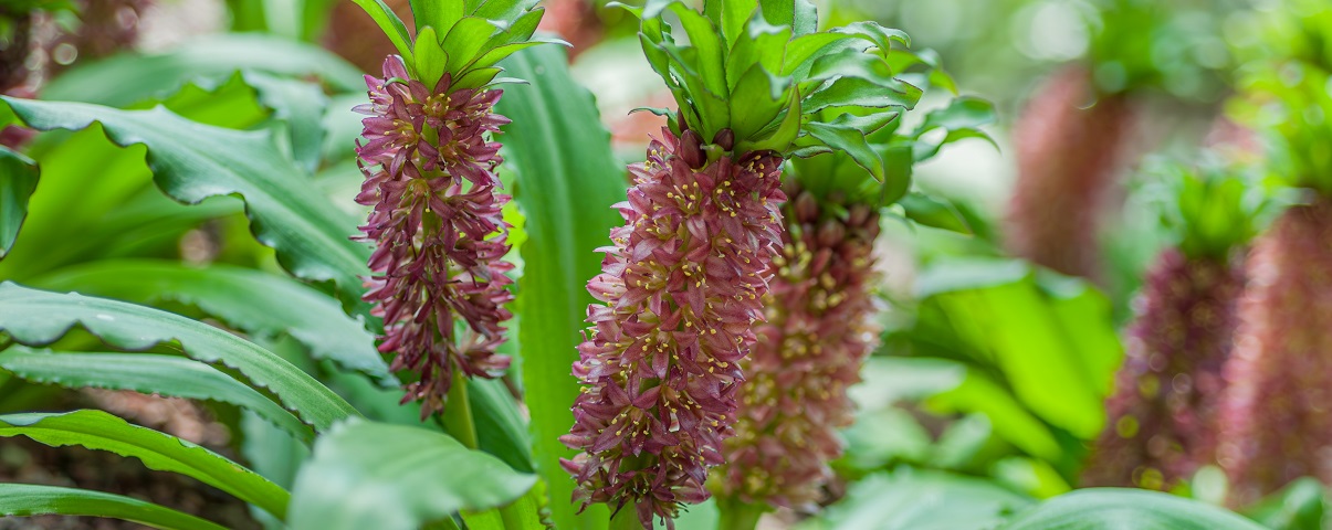 The Essential Guide To The Eucomis