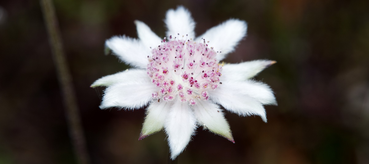 The Essential Guide To The Flannel Flower