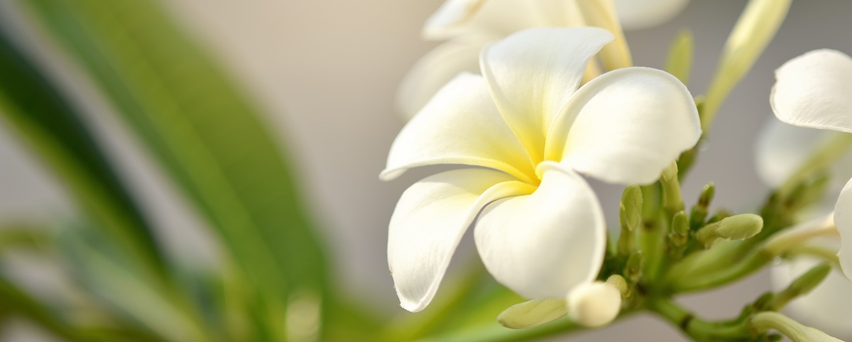 The Essential Guide To The Frangipani