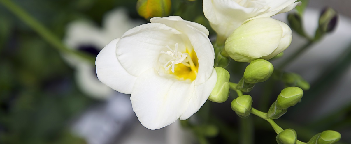 The Essential Guide To The Freesia