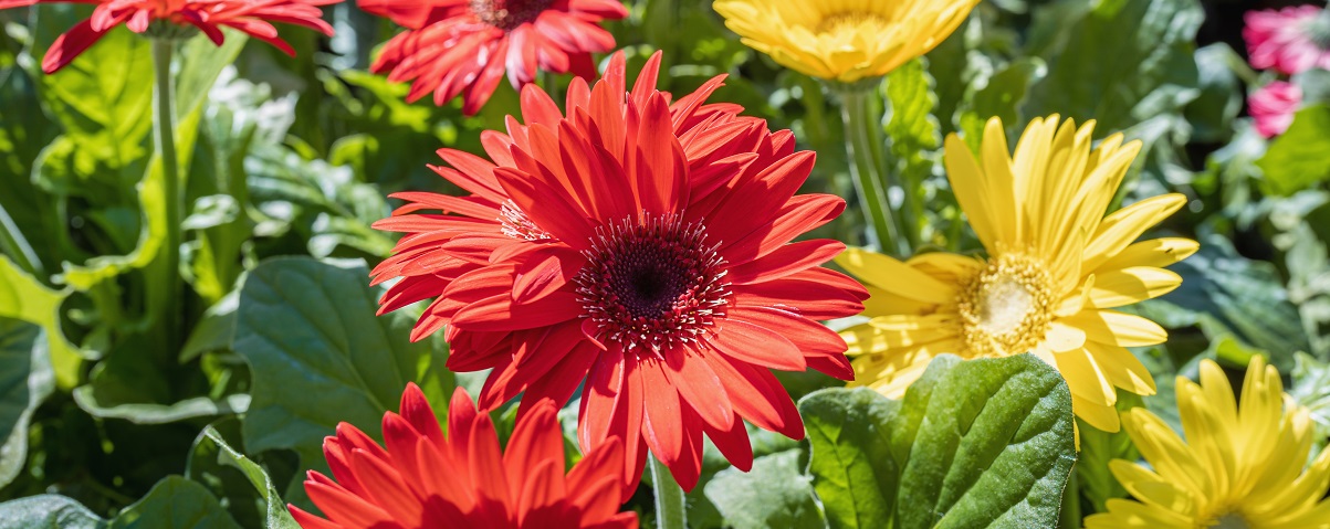 The Essential Guide To The Gerbera