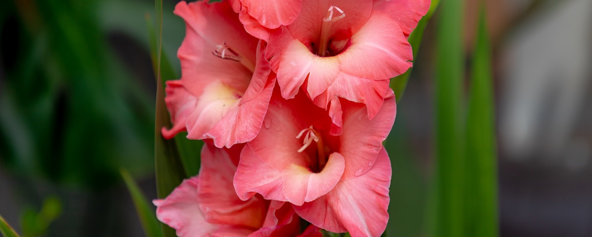 The Essential Guide To The Gladioli