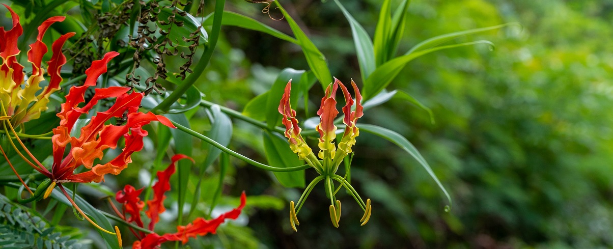 The Essential Guide To The Gloriosa Lily