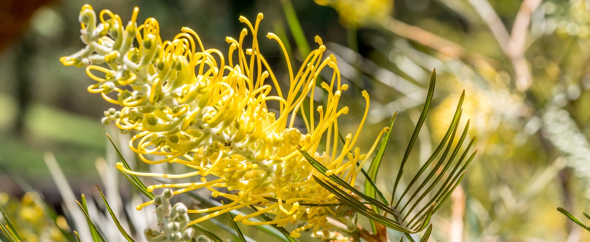 The Essential Guide To The Grevillea