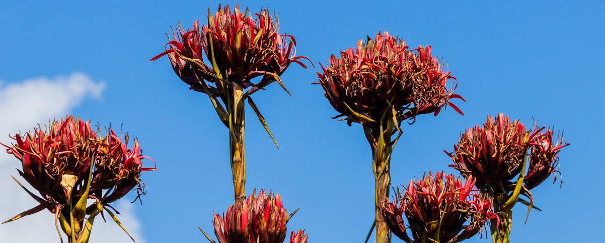 The Essential Guide To The Gymea Lily