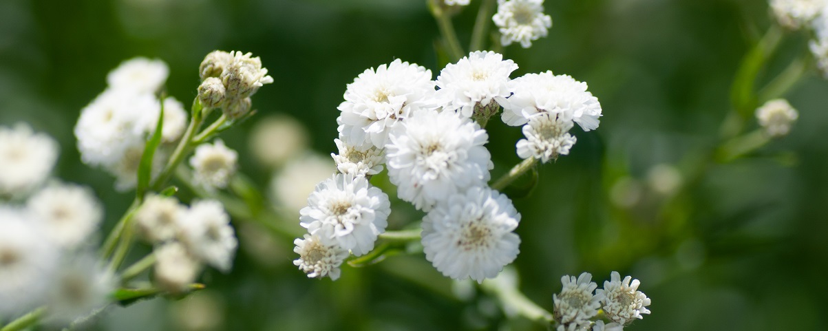 The Essential Guide To The Gypsophila