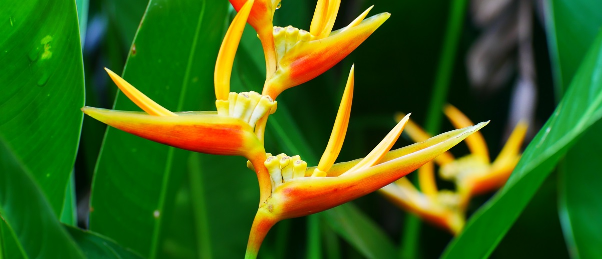 The Essential Guide To The Heliconia