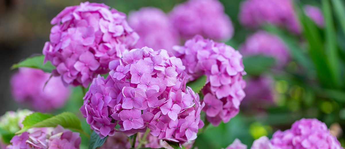 The Essential Guide To The Hydrangea