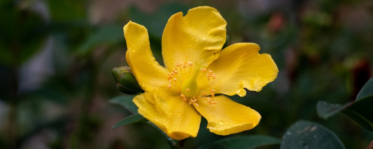 The Essential Guide To The Hypericum