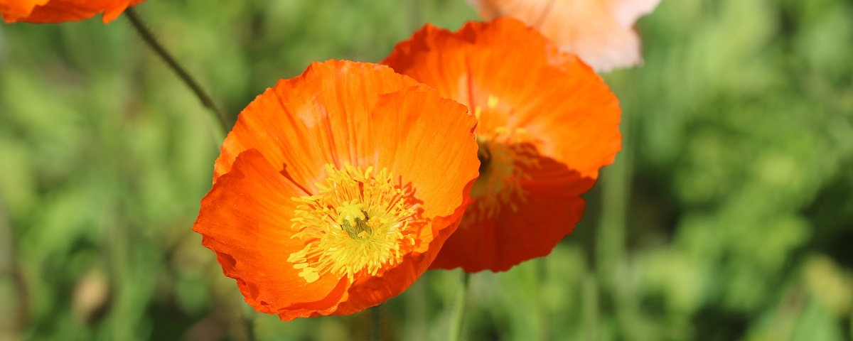The Essential Guide To The Iceland Poppy