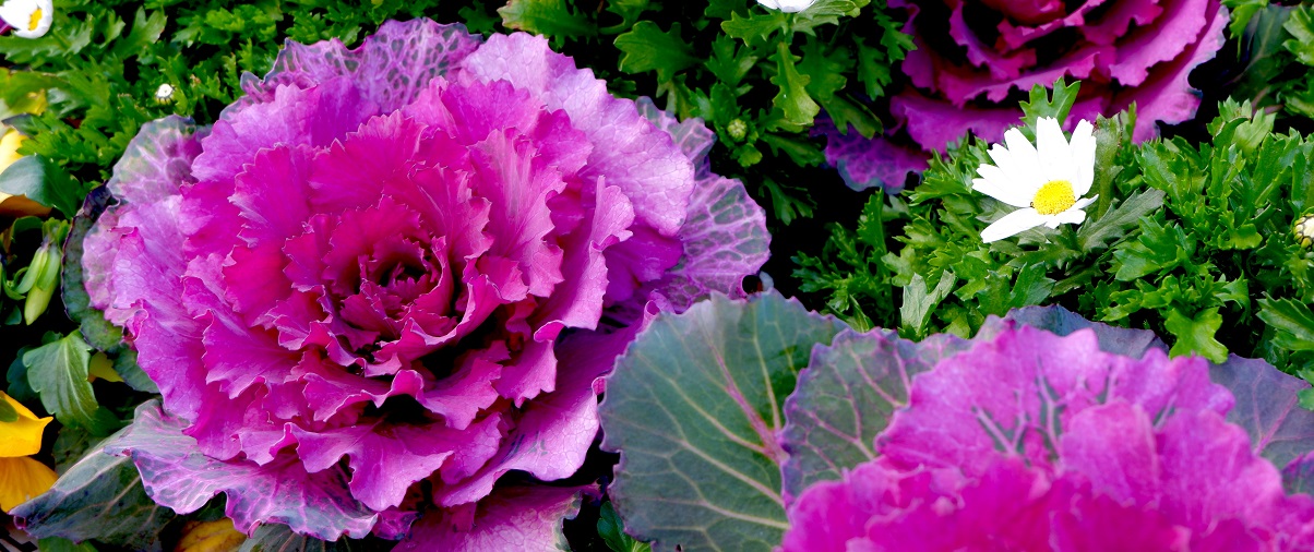 The Essential Guide To The Kale