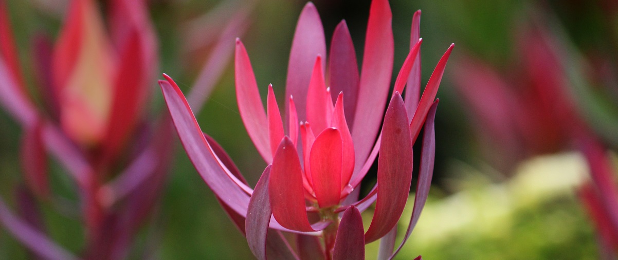The Essential Guide To The Leucadendron
