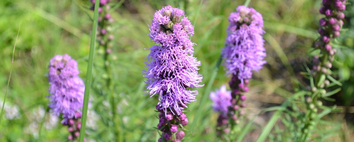 The Essential Guide To The Liatris