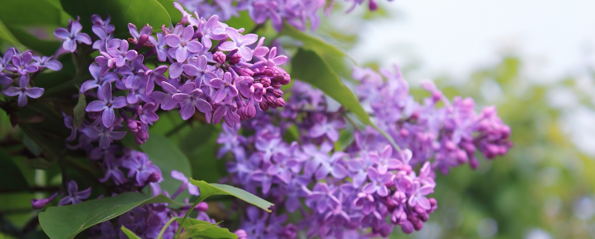 The Essential Guide To The Lilac