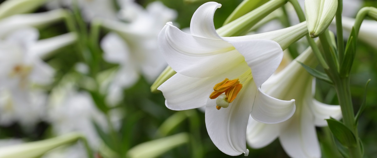 The Essential Guide To The Lilium