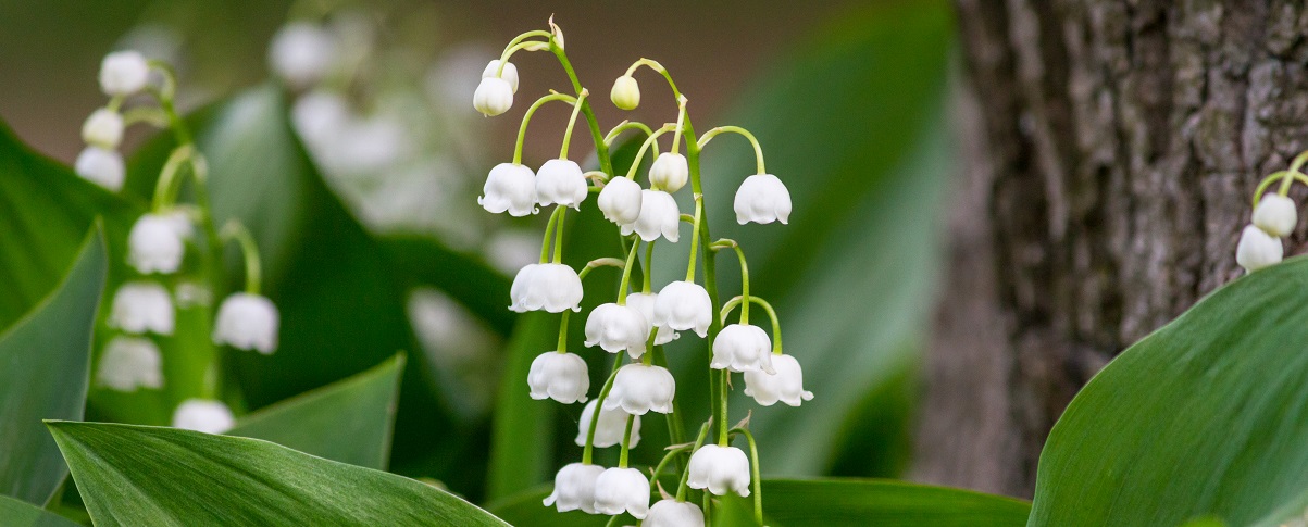 The Essential Guide To The Lily of the Valley