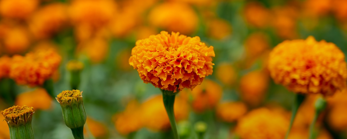 The Essential Guide To The Marigold