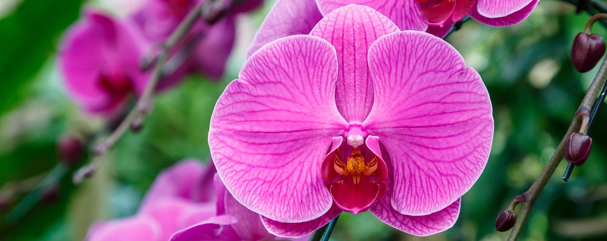 The Essential Guide To The Moth Orchid