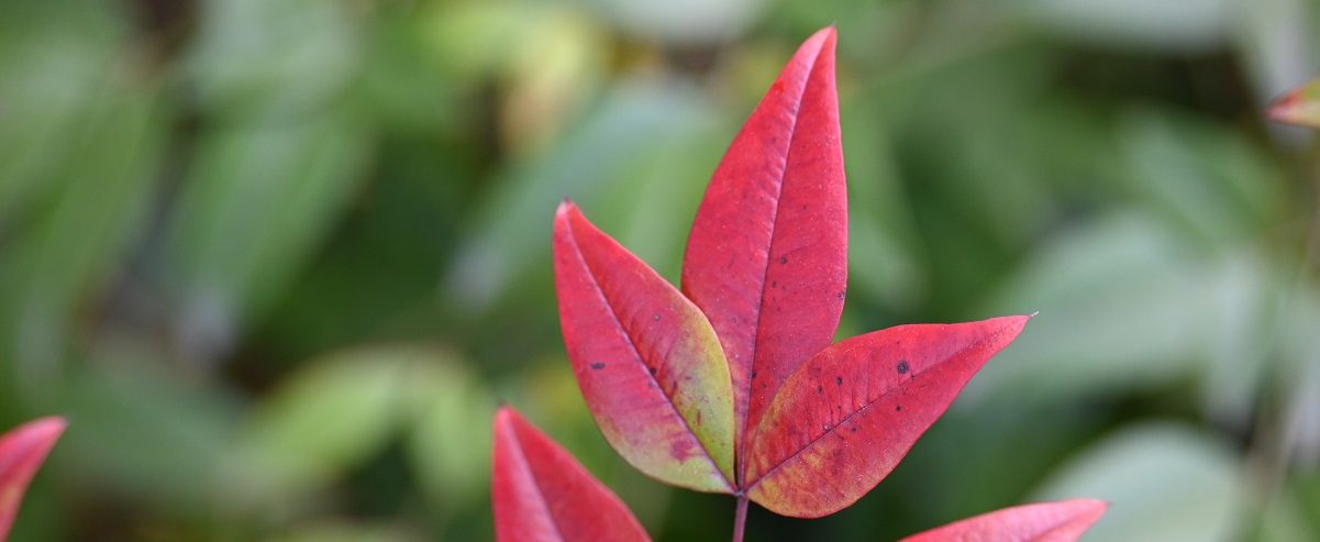 The Essential Guide To The Nandina