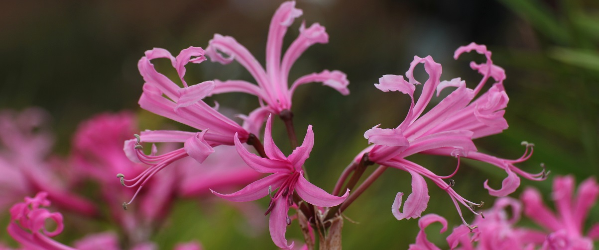The Essential Guide To The Nerine
