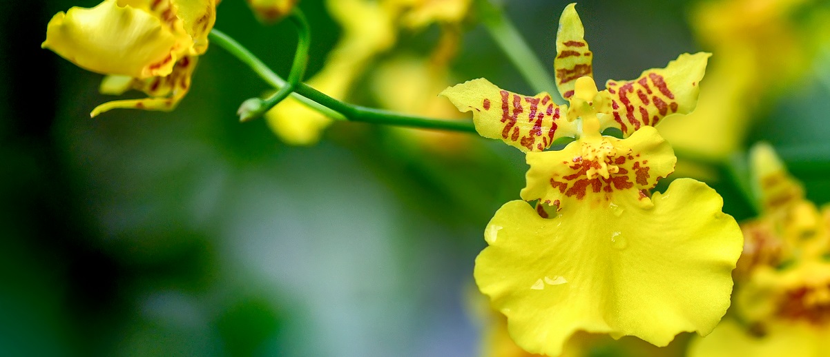 The Essential Guide To The Oncidium Orchid