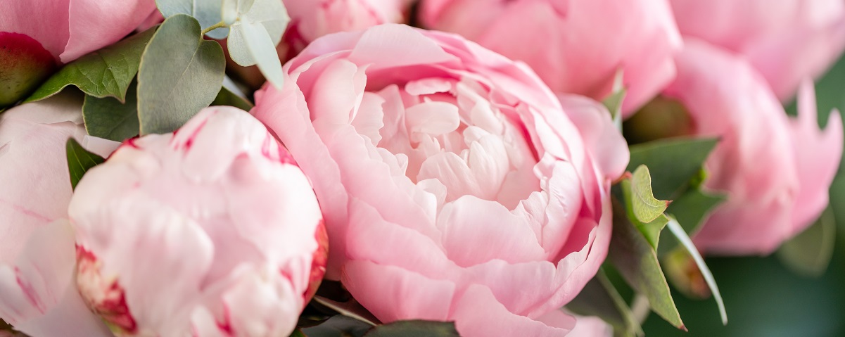 The Essential Guide To The Peony