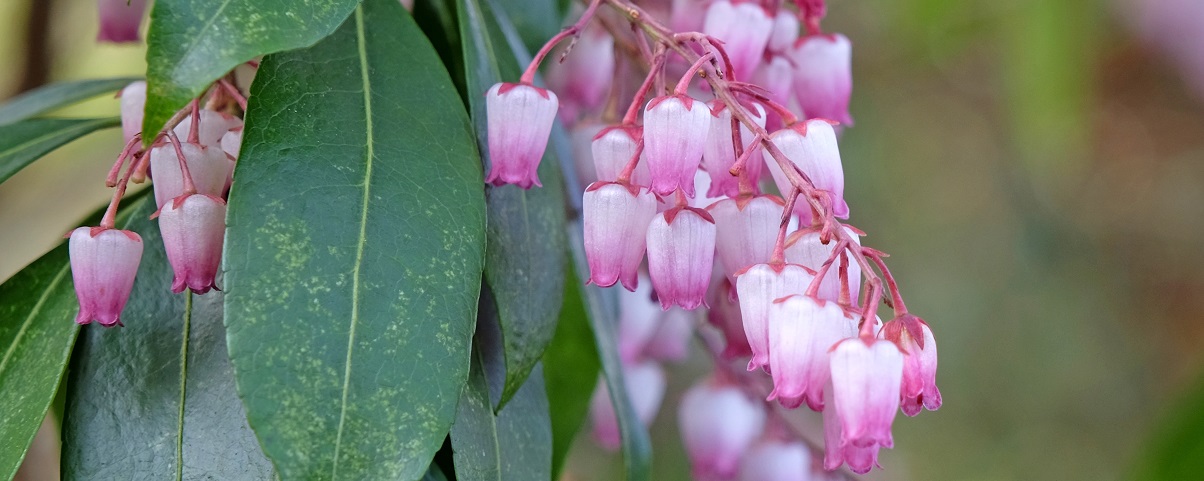 The Essential Guide To The Pieris