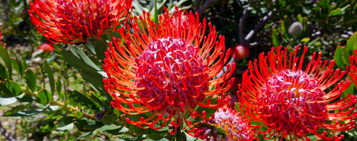 The Essential Guide To The Protea