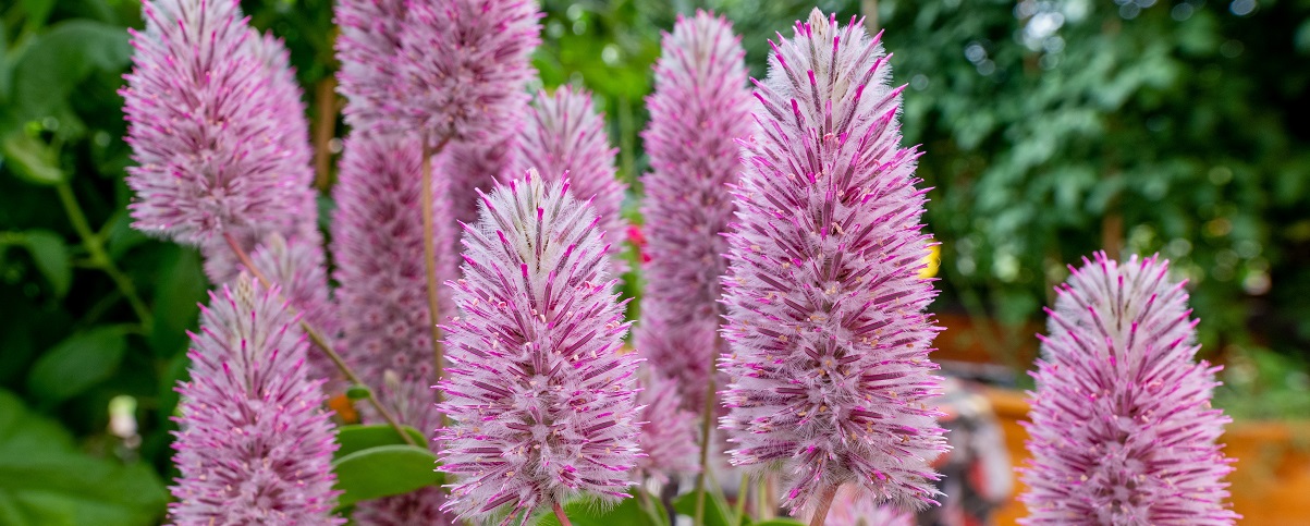 The Essential Guide To The Ptilotus