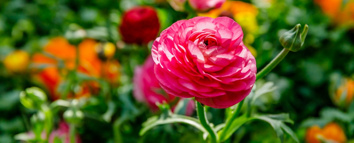 The Essential Guide To The Ranunculus
