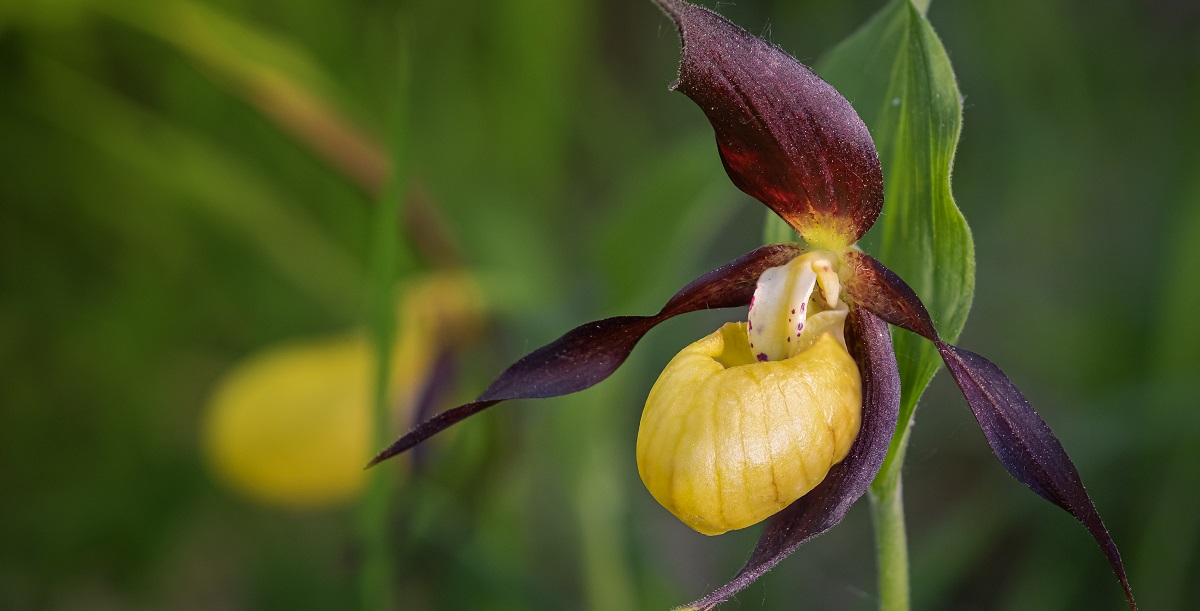 The Essential Guide To The Slipper Orchid
