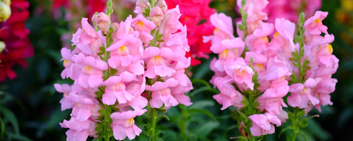 The Essential Guide To The Snapdragon