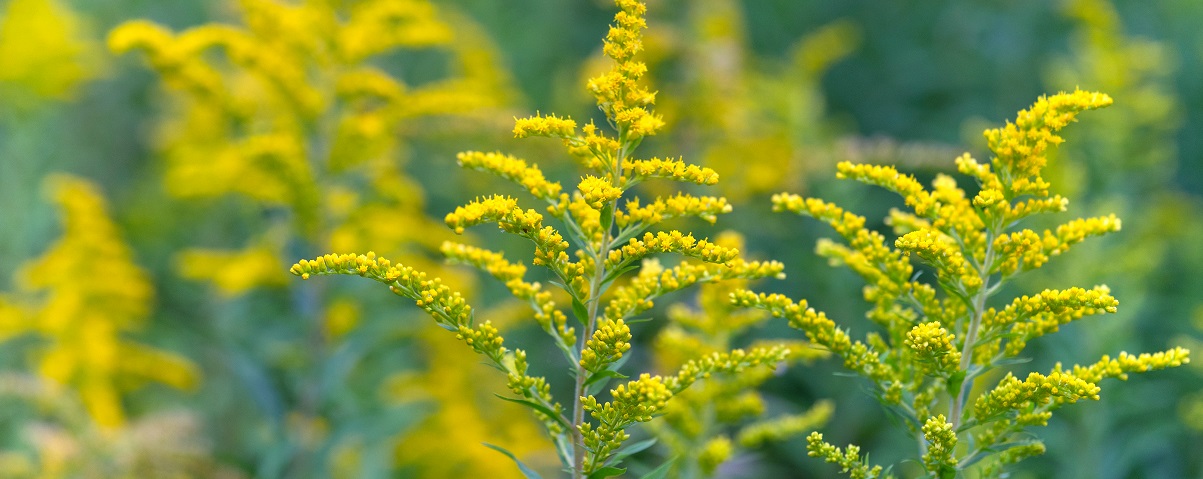 The Essential Guide To The Solidago