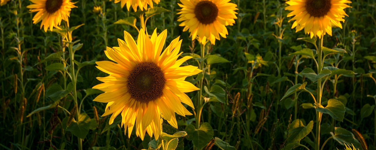 The Essential Guide To The Sunflower