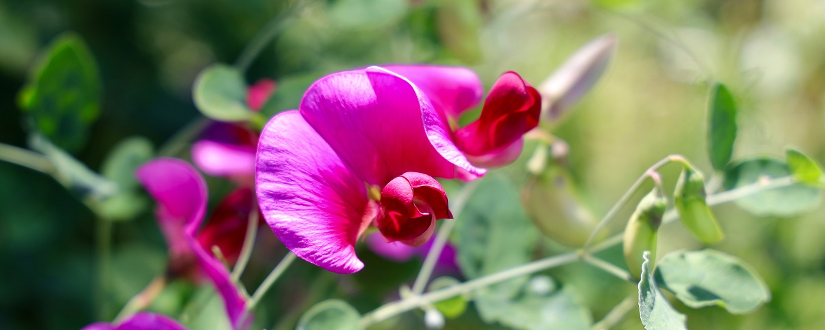The Essential Guide To The Sweet Pea
