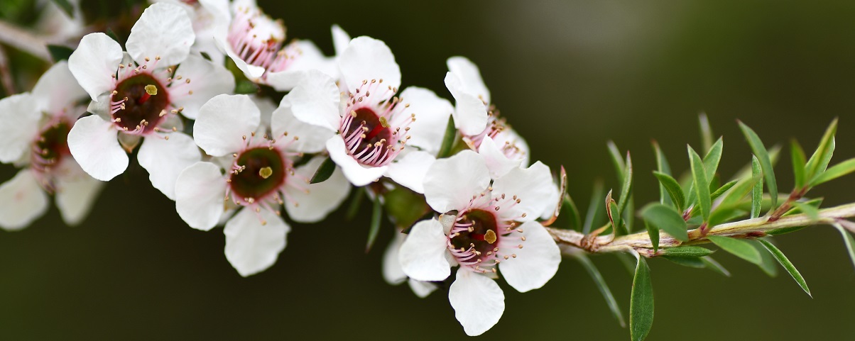 The Essential Guide To The Tea Tree