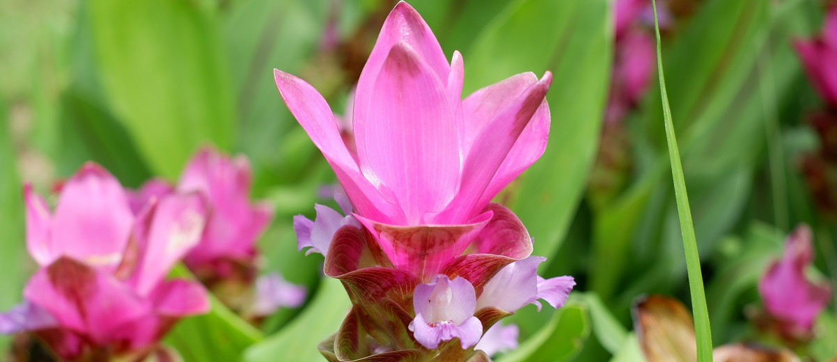 The Essential Guide To The Thai Tulip