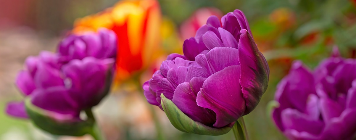 The Essential Guide To The Tulip