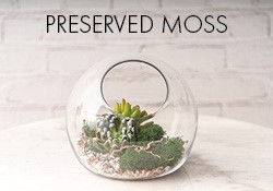 Preserved Moss