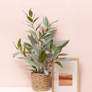 🌿 Bring the Aussie outdoors in ☀️

𝐑𝐞𝐟𝐫𝐞𝐬𝐡 𝐲𝐨𝐮𝐫 𝐬𝐩𝐚𝐜𝐞 𝐰𝐢𝐭𝐡 𝐨𝐮𝐫 𝐫𝐚𝐧𝐠𝐞 𝐨𝐟 𝐚𝐫𝐭𝐢𝐟𝐢𝐜𝐢𝐚𝐥 𝐩𝐨𝐭𝐭𝐞𝐝 𝐭𝐫𝐞𝐞𝐬 𝐚𝐧𝐝 𝐩𝐥𝐚𝐧𝐭𝐬, featuring beautiful native eucalyptus varieties — plus dried and pre-made bouquets.

Perfect for brightening up living spaces, patios, shopfronts or entertaining areas, these long-lasting pieces give you that natural Australian look without the upkeep.

🌱 Style once, enjoy all season.
🌱 Perfect for summer hosting & everyday décor.
🌱 A relaxed, modern Aussie vibe.

𝐒𝐡𝐨𝐩 𝐭𝐡𝐞 𝐫𝐚𝐧𝐠𝐞 𝐢𝐧-𝐬𝐭𝐨𝐫𝐞 & 𝐨𝐧𝐥𝐢𝐧𝐞 𝐯𝐢𝐚 𝐭𝐡𝐞 𝐥𝐢𝐧𝐤 𝐢𝐧 𝐨𝐮𝐫 𝐛𝐢𝐨.
.
.
.
#KochAndCo #Koch #AussieStyle #ArtificialPlants #NativeEucalyptus #HomeStyling #IndoorGreenery #LowMaintenanceDecor #AustralianInspired #SummerStyling #EvergreenStyle #DecorMadeEasy