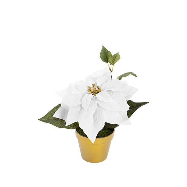 Gold Potted Single Poinsettia White (25cmDx24.5cmH)