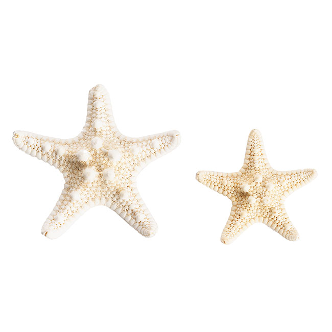 Starfish Decoration Small Natural (32pcs Per Jar)