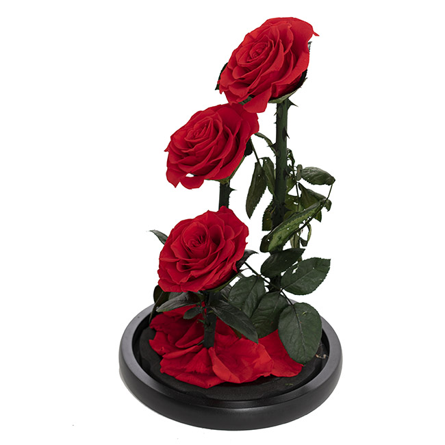 Enchanted Eternal Rose 3 Stem Cloche Red (30x15cm)
