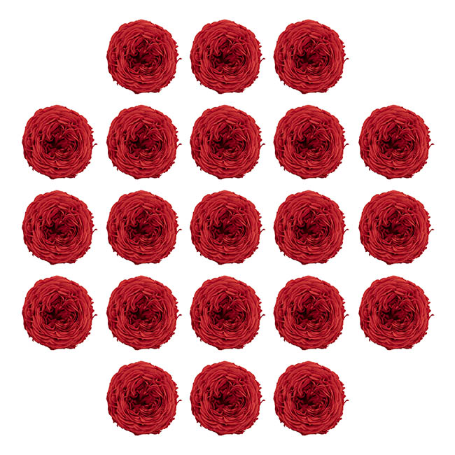 Preserved Austin Rose Head 21PCS Red (2-3cmD)