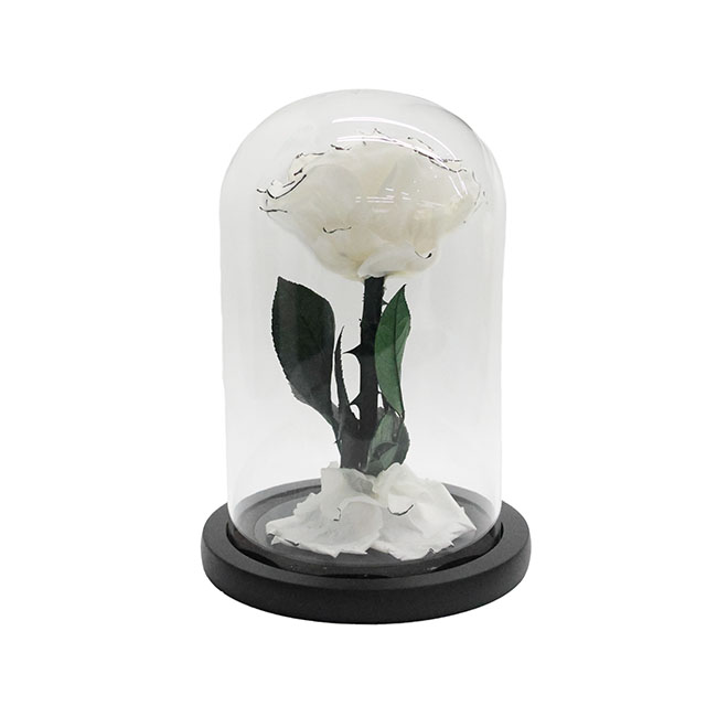 Enchanted Eternal Rose Single Stem Cloche White (12Dx20cmH)