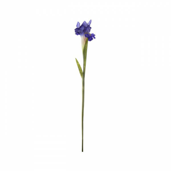 Iris Stem Purple (70cmH)