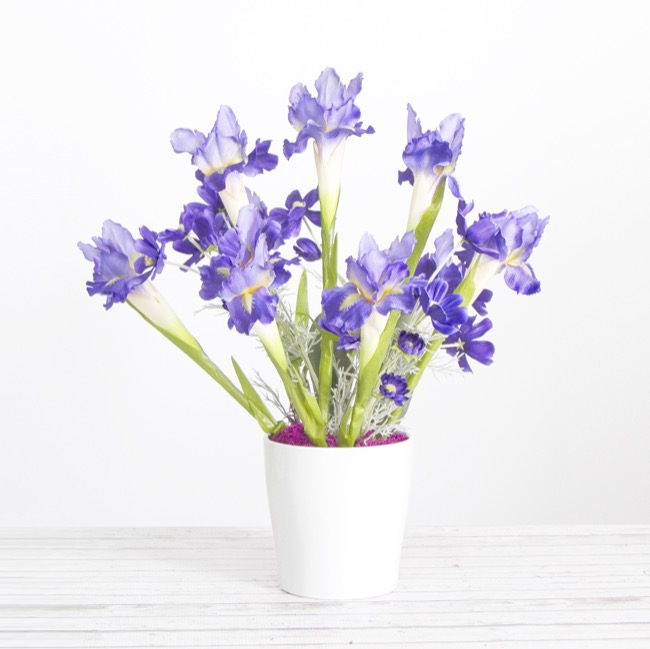 Iris Stem Purple (70cmH)